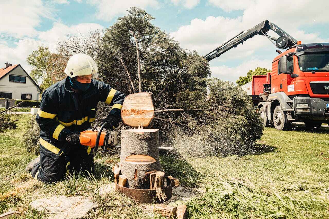 Best Tree Removal Cost  in USA